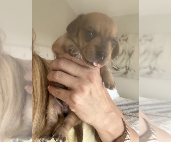 Medium Photo #6 Dachshund Puppy For Sale in SAN DIEGO, CA, USA