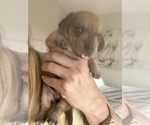 Small #5 Dachshund
