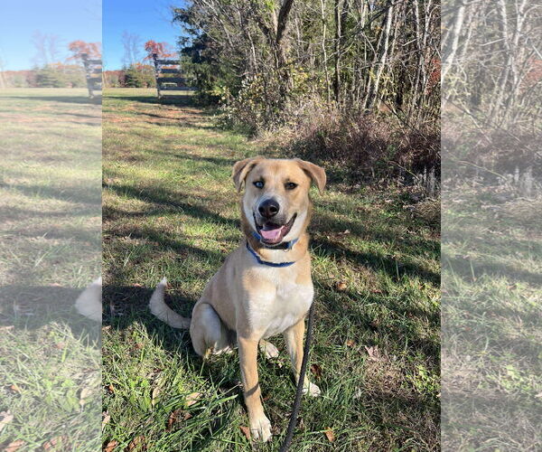 Medium Photo #1 Retriever -Unknown Mix Puppy For Sale in Rustburg, VA, USA
