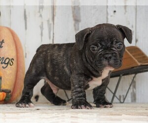French Bulldog Puppy for sale in FREDERICKSBG, OH, USA
