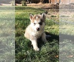 Small Photo #2 Siberian Husky Puppy For Sale in RENO, NV, USA