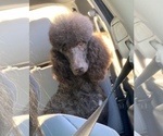 Small Photo #1 Poodle (Standard) Puppy For Sale in SAN ANTONIO, TX, USA