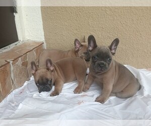French Bulldog Puppy for sale in HOLLYWOOD, FL, USA