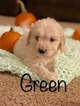 Small #75 Goldendoodle
