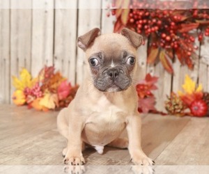 Faux Frenchbo Bulldog Puppy for sale in MOUNT VERNON, OH, USA