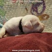 Small Photo #178 Dogo Argentino Puppy For Sale in JANE, MO, USA