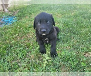 Labrador Retriever Puppy for Sale in WARREN, Michigan USA