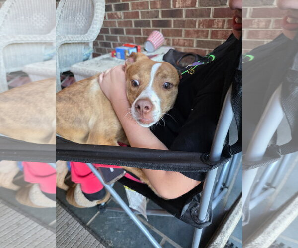 Medium Photo #2 Mutt Puppy For Sale in Holly Springs, NC, USA