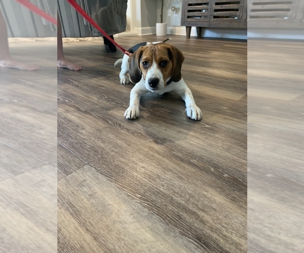 Medium Photo #3 Beagle Puppy For Sale in MENIFEE, CA, USA