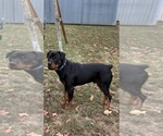 King Rottweiler - Male Rottweiler Puppy for Sale - Photo #3