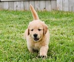 Small Photo #10 Golden Retriever Puppy For Sale in RICHMOND, TX, USA