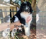 Small Photo #6 Pyredoodle Puppy For Sale in GEORGETOWN, TX, USA