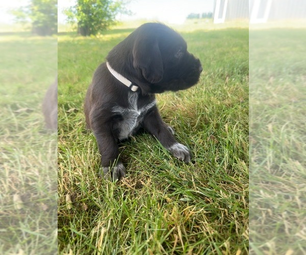Medium Photo #1 German Wirehaired Pointer Puppy For Sale in ALBANY, OR, USA
