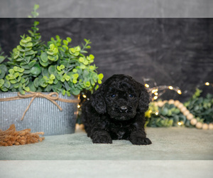 Medium Poodle (Miniature)