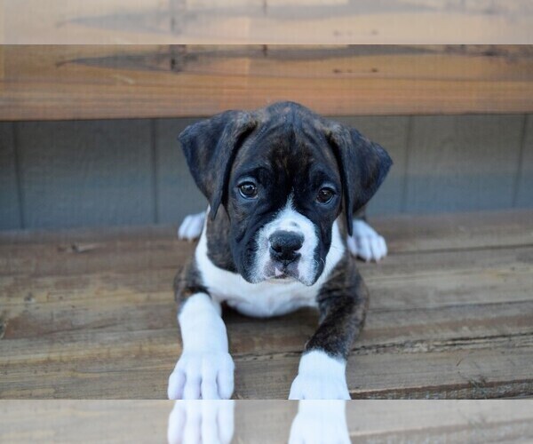 Medium Photo #15 Boxer Puppy For Sale in CHILHOWEE, MO, USA
