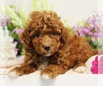 Small #1 Poodle (Toy)