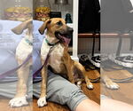 Small #3 Great Dane Mix