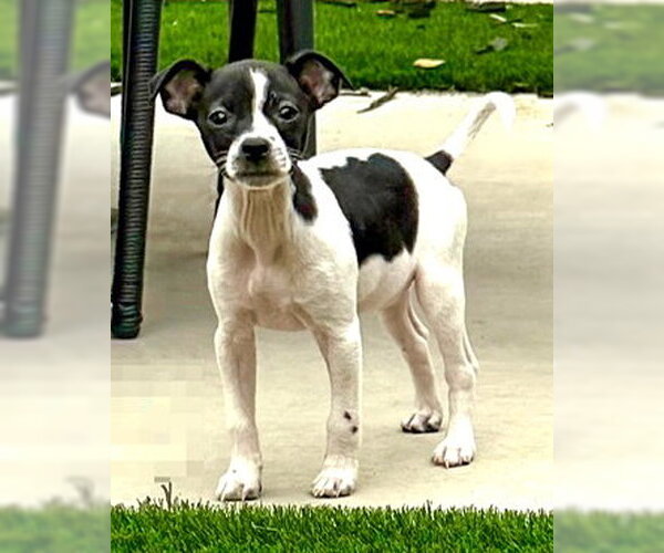 Medium Photo #3 Chihuahua-Unknown Mix Puppy For Sale in Corona, CA, USA