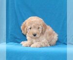 Small #2 Goldendoodle (Miniature)