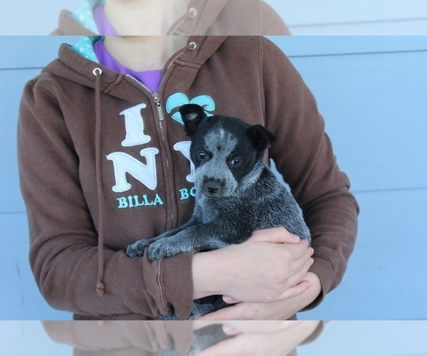Medium Photo #3 Texas Heeler Puppy For Sale in CLARKRANGE, TN, USA