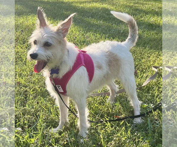 Medium Photo #3 Jack Russell Terrier-Unknown Mix Puppy For Sale in Batavia, OH, USA