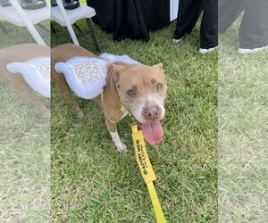 COURTESY POST: Cookie - Female American Pit Bull Terrier Dog for Adoption - Photo #3