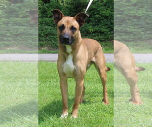 Mutt Dogs for adoption in Prattville, AL, USA