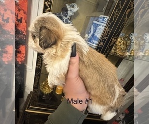 Medium Shih Tzu