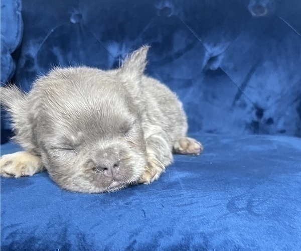 Medium Photo #39 French Bulldog Puppy For Sale in BALTIMORE, MD, USA