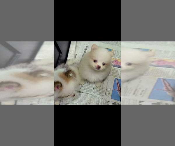 Medium Photo #3 Miniature Spitz Puppy For Sale in SAN DIEGO, CA, USA