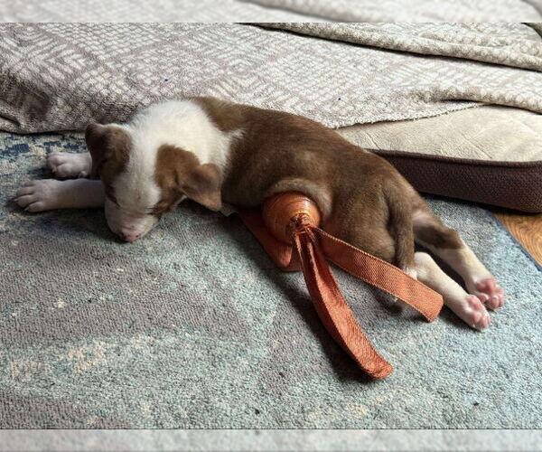 Medium Photo #2 Plott Hound-Unknown Mix Puppy For Sale in Wyoming, MI, USA