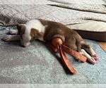 Small #1 Plott Hound Mix