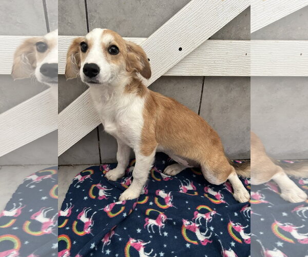 Medium Photo #3 Mutt Puppy For Sale in Pacolet, SC, USA