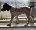 Small Photo #18 German Shorthaired Pointer Puppy For Sale in MCKINNEY, TX, USA