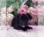 Small YorkiePoo