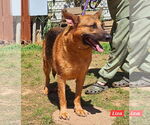 Small #1 German Shepherd Dog