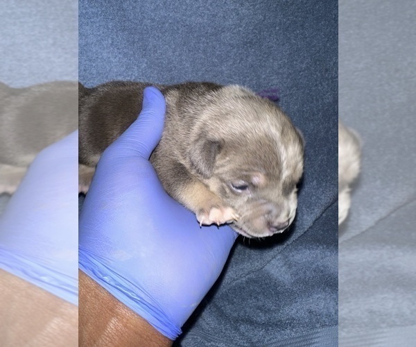 Medium Photo #3 American Bully Puppy For Sale in RALEIGH, NC, USA