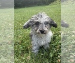 Small #34 Cavapoo (Miniature)