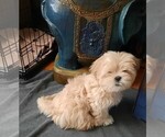 Small Photo #2 Lhasa Apso Puppy For Sale in TARRYTOWN, NY, USA