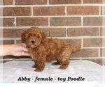 Small #1 Poodle (Toy)