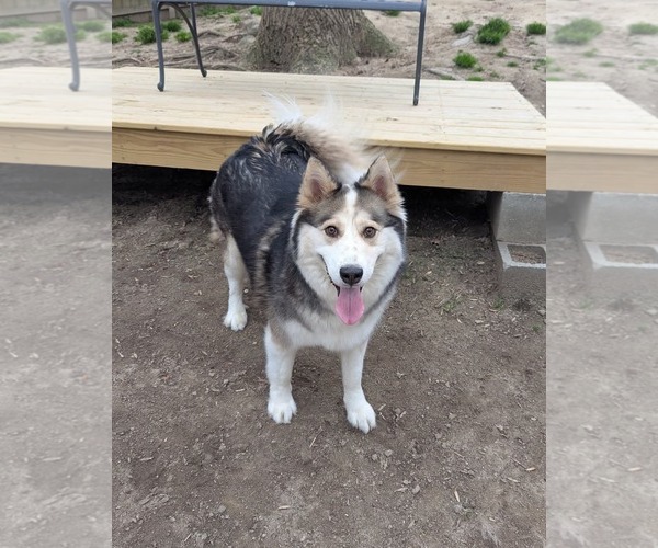 Medium Photo #4 Siberian Husky Puppy For Sale in Holly Springs, NC, USA