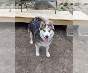 Luka - Male Siberian Husky Dog for Adoption - Photo #4