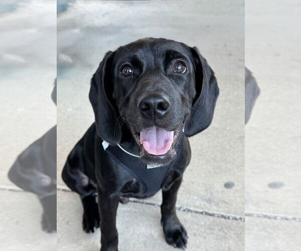 Medium Photo #1 Spanador Puppy For Sale in Fort Worth, TX, USA