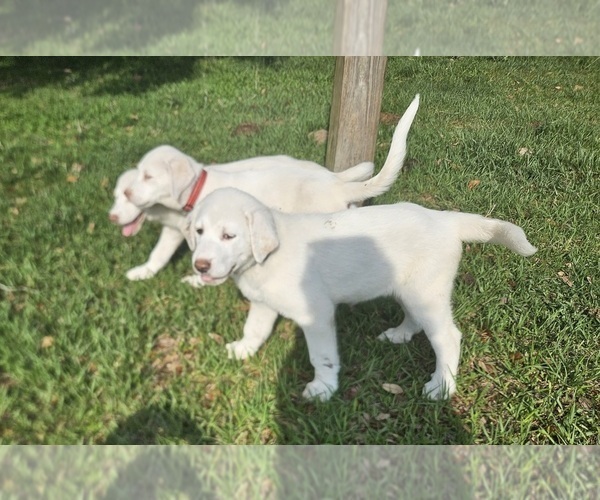 Medium Photo #2 Akbash Dog Puppy For Sale in BROOKSVILLE, FL, USA