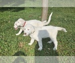 Small #1 Akbash Dog