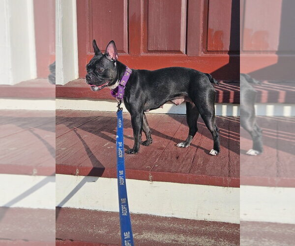 Medium Photo #4 French Bulldog Puppy For Sale in Gloversville, NY, USA