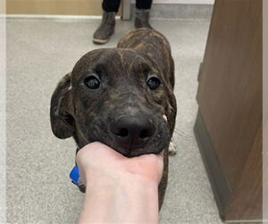 Labrador Retriever-Unknown Mix Dogs for adoption in Fort Collins, CO, USA
