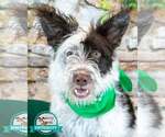 Small Border Collie Mix