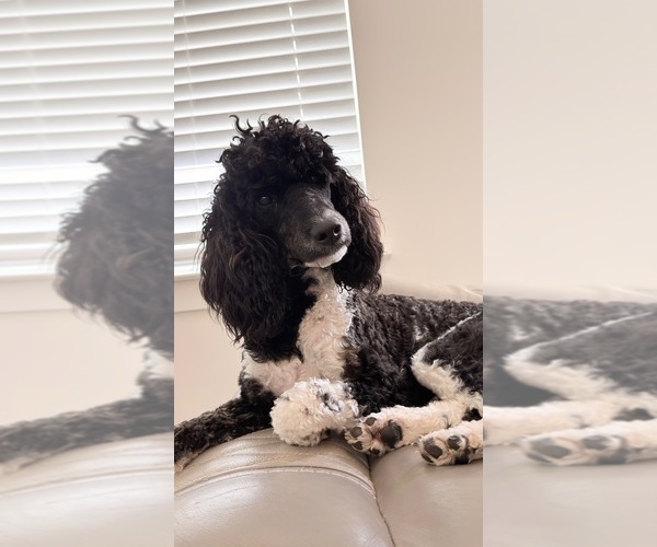 Medium Photo #6 Poodle (Standard) Puppy For Sale in FAIRVIEW, TN, USA
