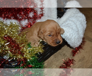 Medium Golden Retriever